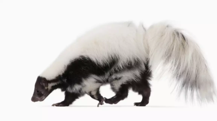 أعمال الظربان Skunk Work