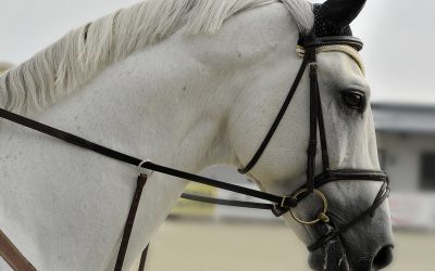 كيف تقود الآخرين إلى حافة النجاح؟ دليل احترافي في فن التأثير الذكي